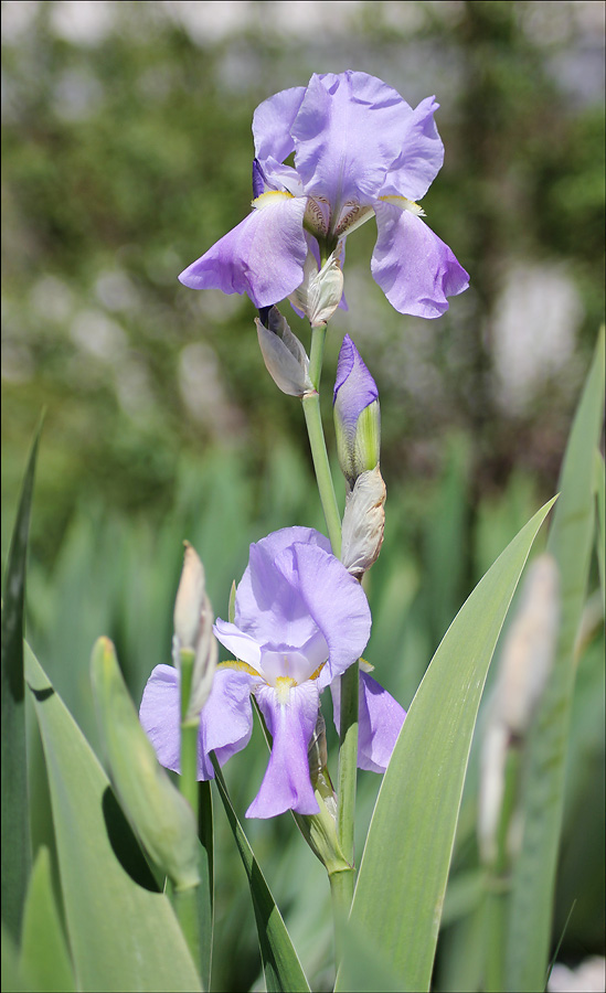 Image of Iris pallida specimen.