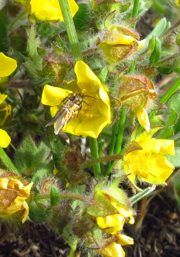 Image of Potentilla humifusa specimen.