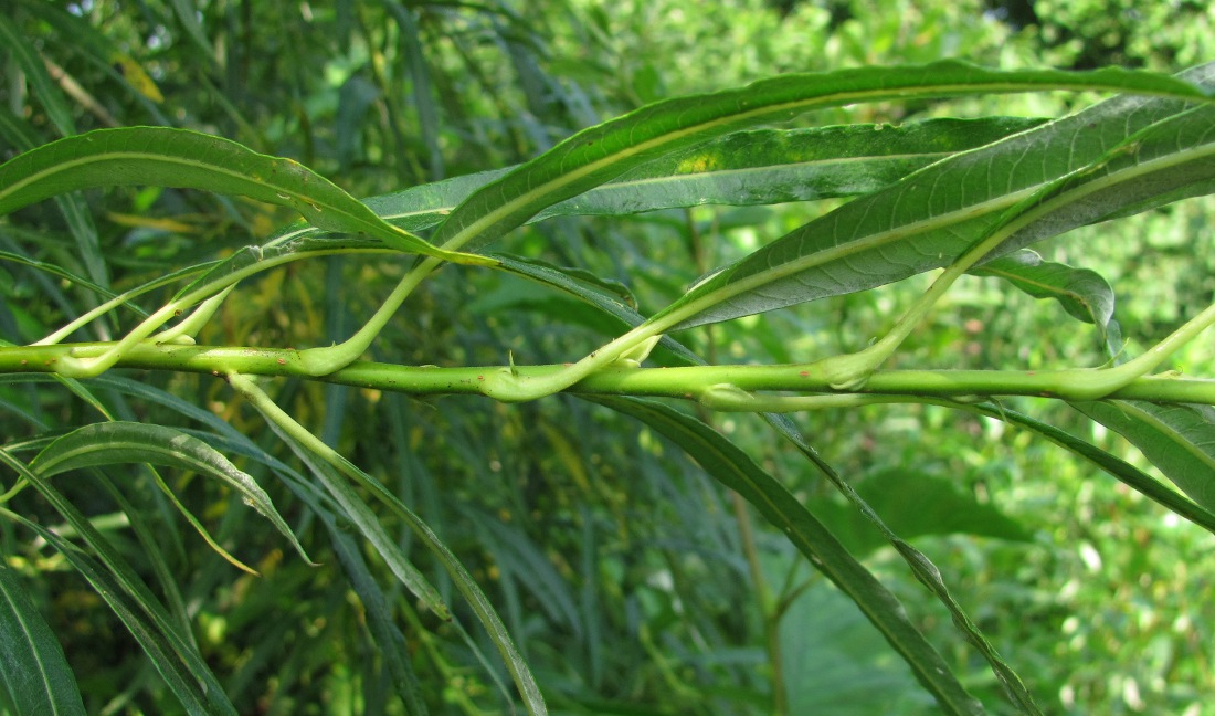 Image of Salix &times; stipularis specimen.