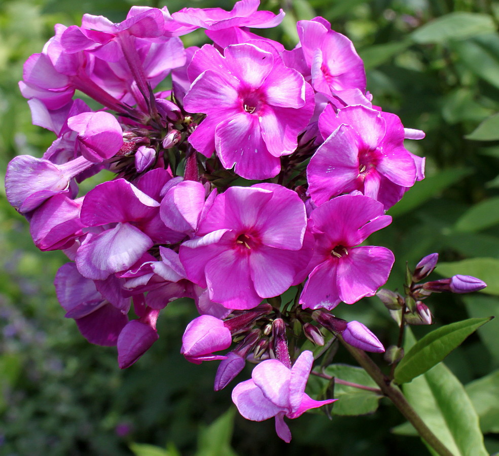 Image of Phlox paniculata specimen.