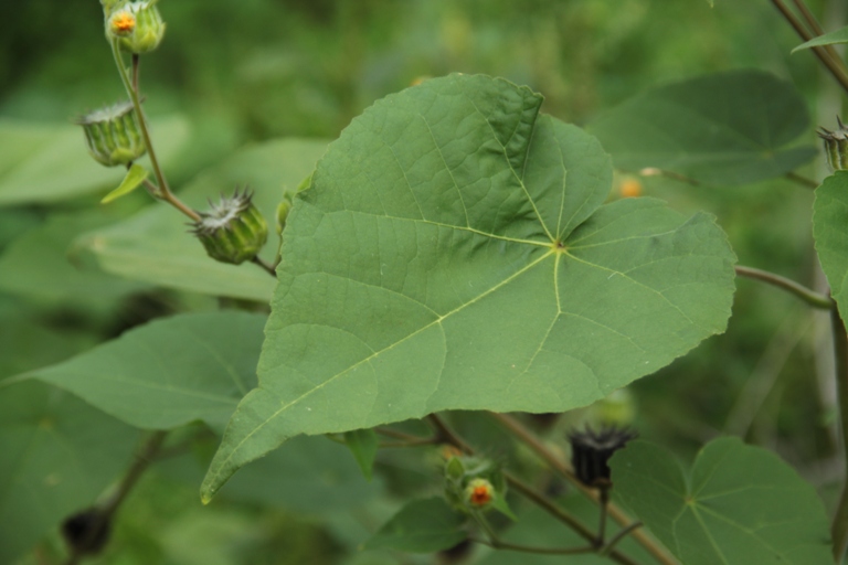 Image of Abutilon theophrasti specimen.