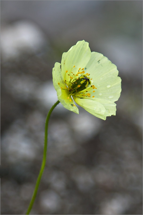 Image of Papaver lapponicum specimen.