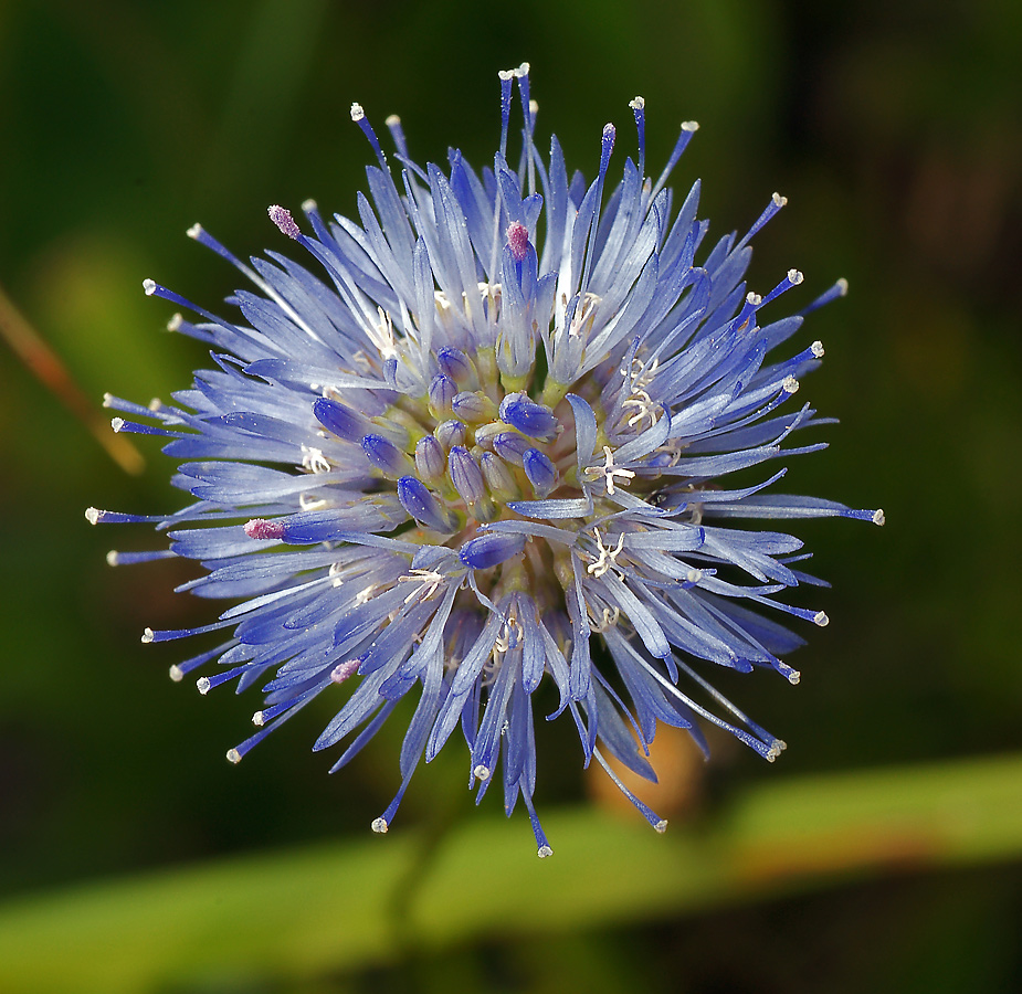 Image of Jasione montana specimen.