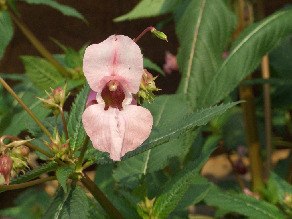 Image of Impatiens glandulifera specimen.