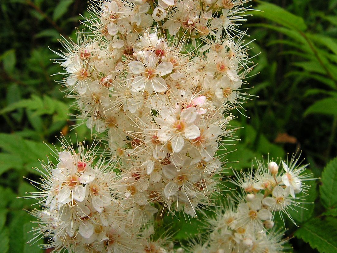 Image of Sorbaria sorbifolia specimen.