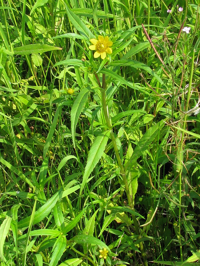 Image of Bidens cernua var. radiata specimen.