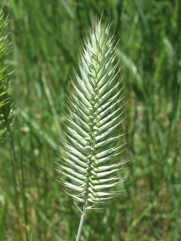 Изображение особи Agropyron pectinatum.