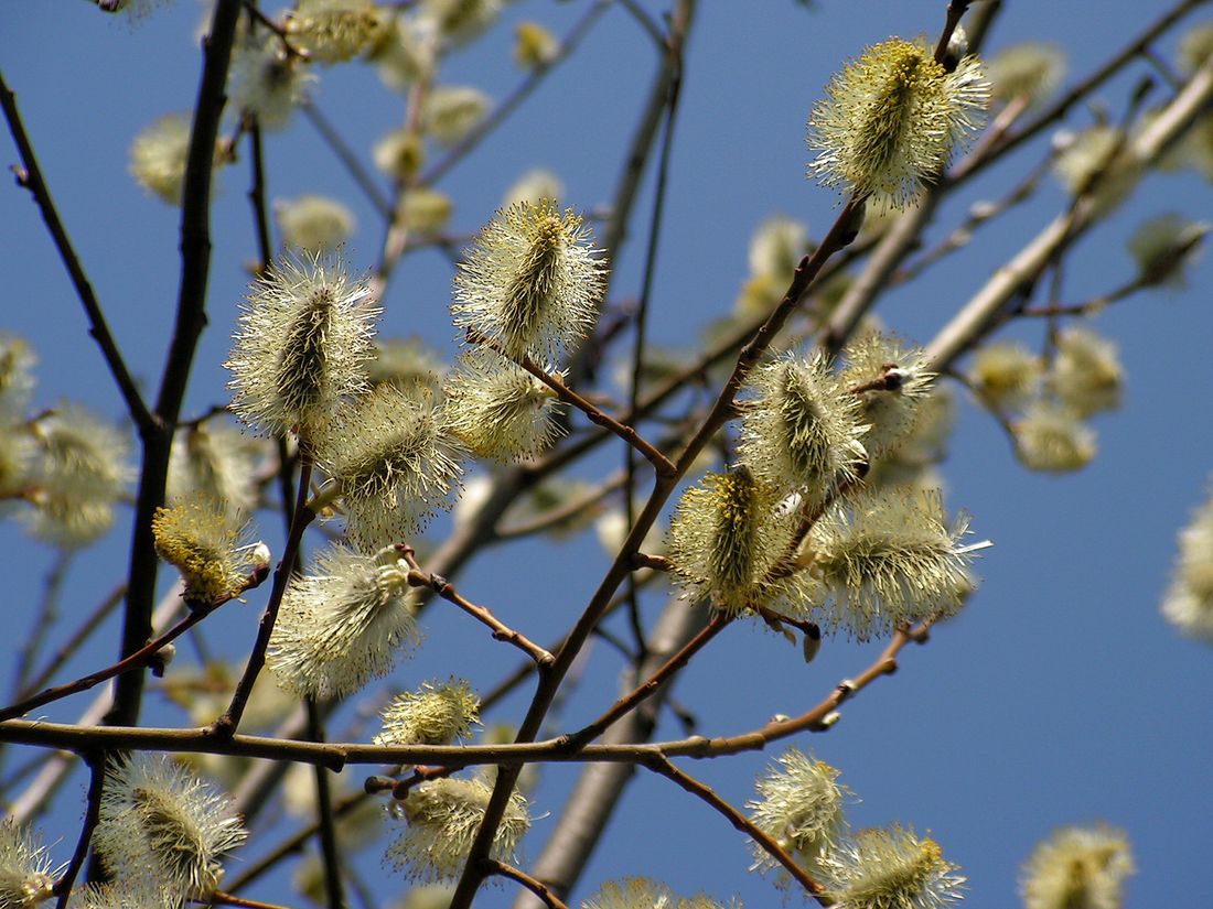 Image of Salix caprea specimen.