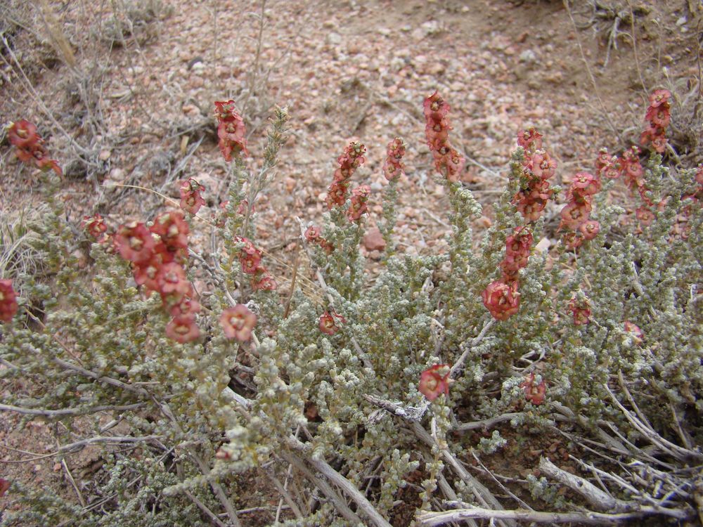 Image of Salsola gemmascens specimen.