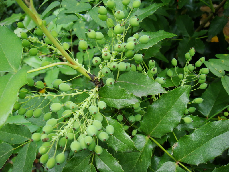 Image of Mahonia aquifolium specimen.