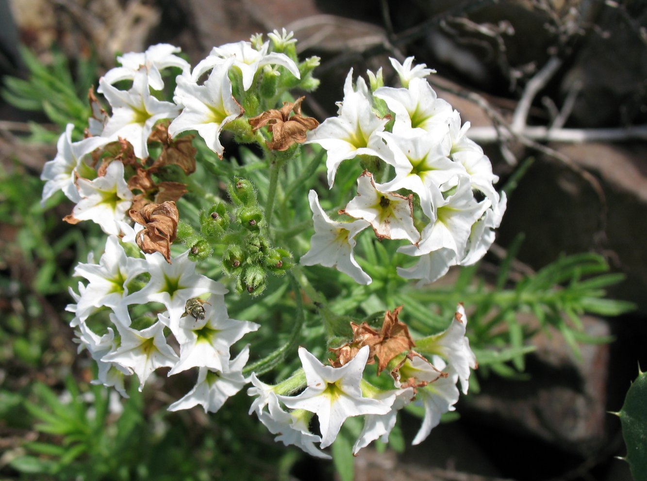 Изображение особи Argusia rosmarinifolia.