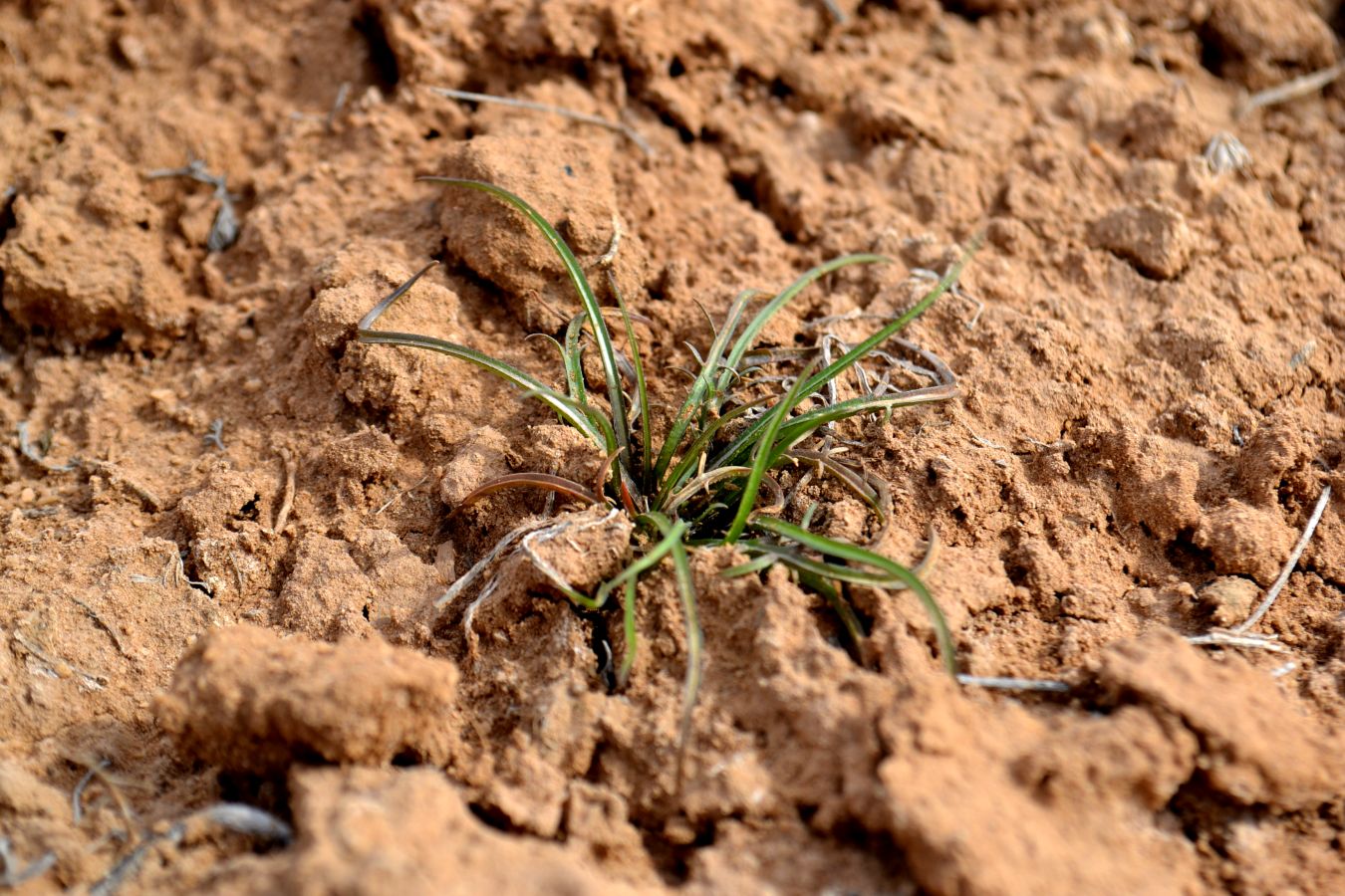 Image of Scorzonera cana specimen.