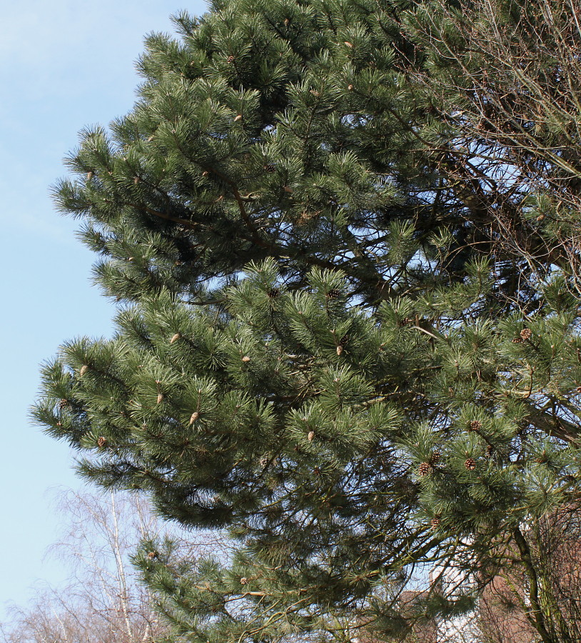 Image of Pinus sylvestris specimen.