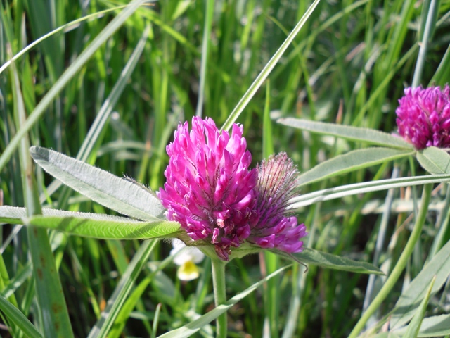 Image of Trifolium alpestre specimen.