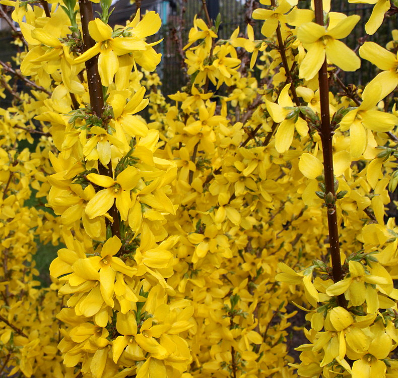 Изображение особи Forsythia &times; intermedia.