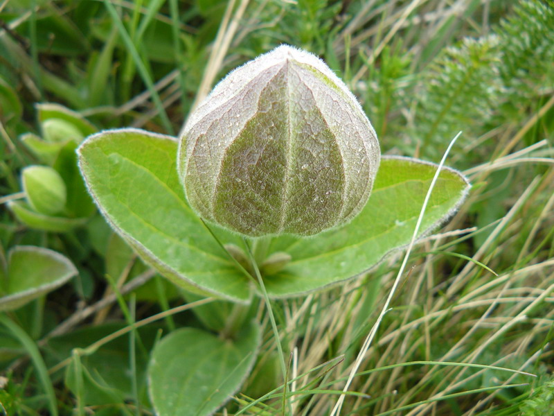 Image of Clematis integrifolia specimen.