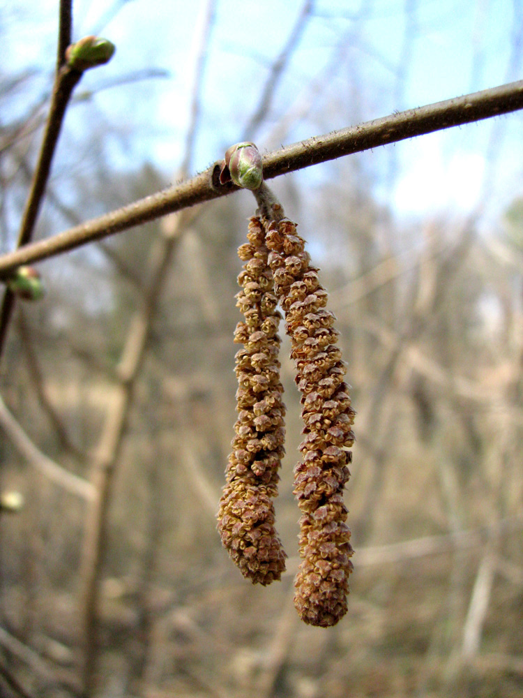 Image of Corylus avellana specimen.