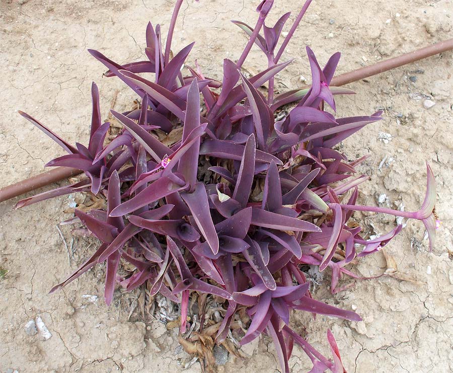 Image of Tradescantia pallida specimen.