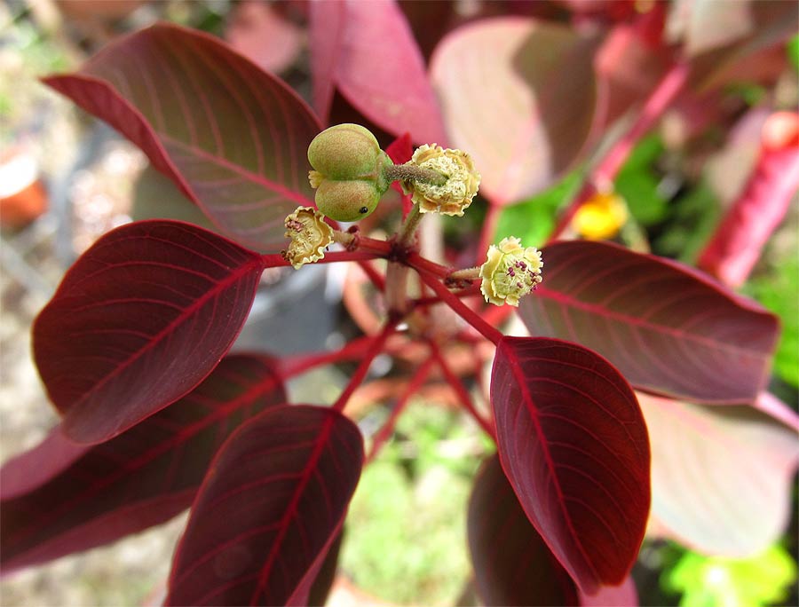 Image of Euphorbia cotinifolia specimen.