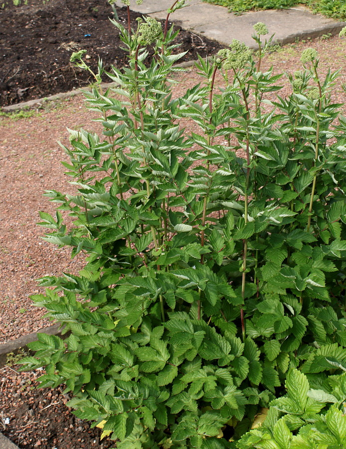 Image of Filipendula ulmaria specimen.