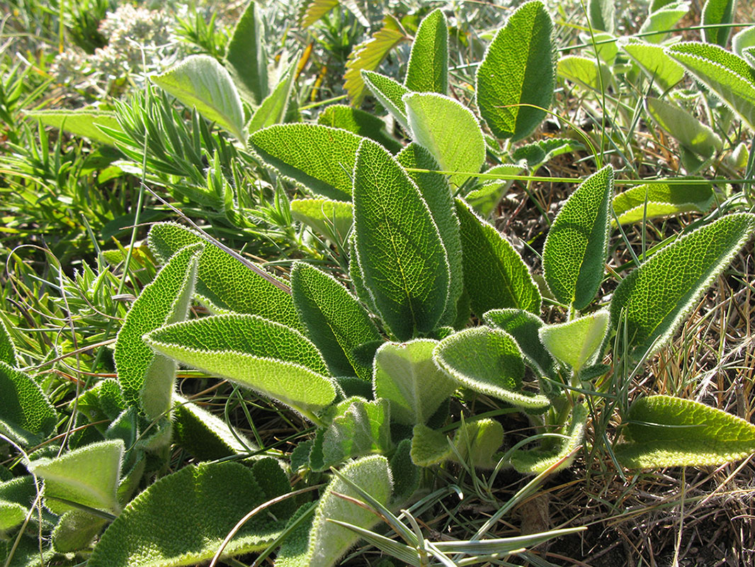 Image of Salvia ringens specimen.