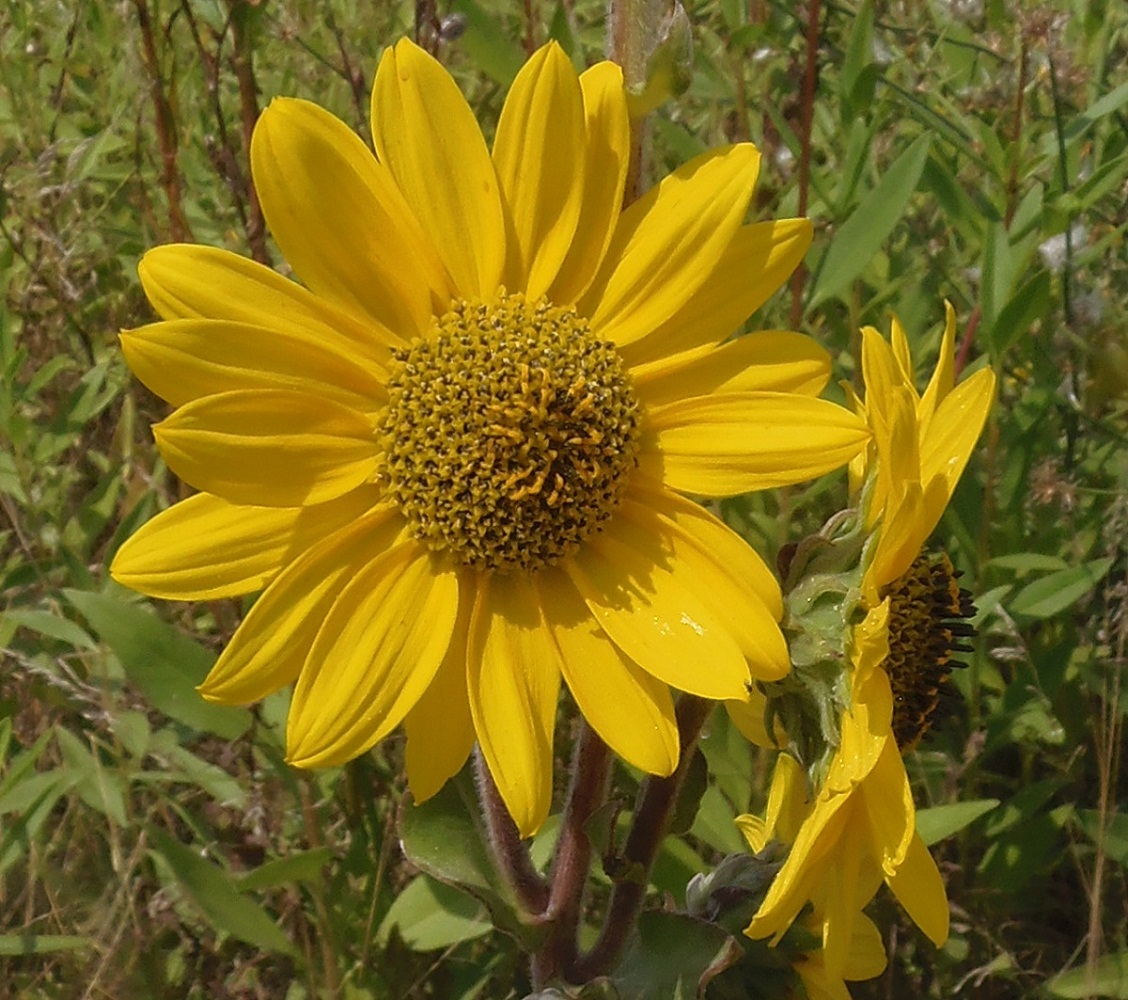 Image of Helianthus mollis specimen.