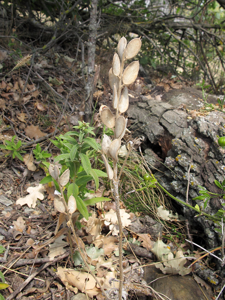 Изображение особи Fibigia eriocarpa.