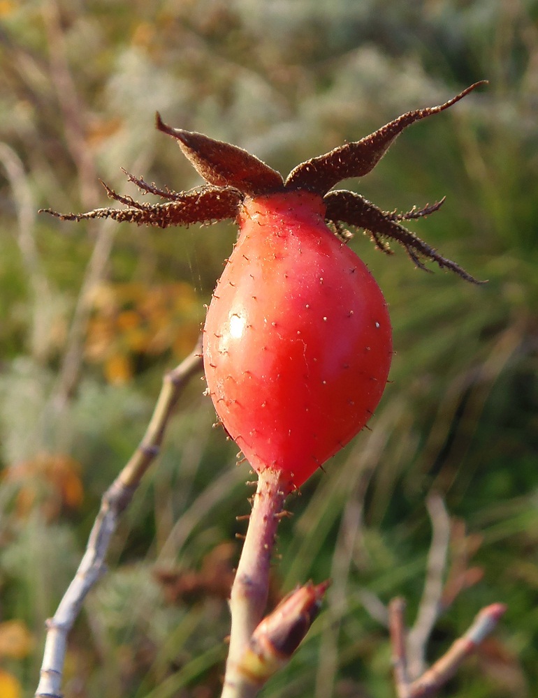 Image of genus Rosa specimen.