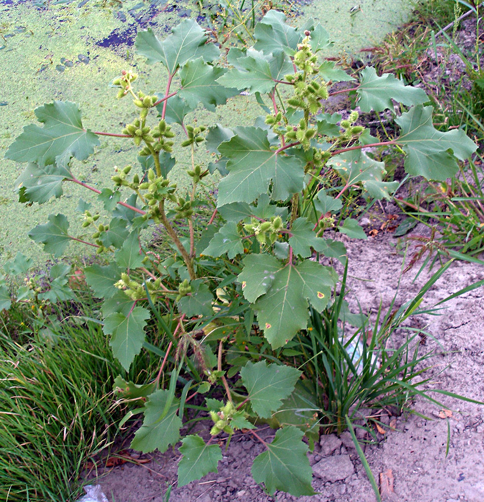 Image of Xanthium orientale specimen.