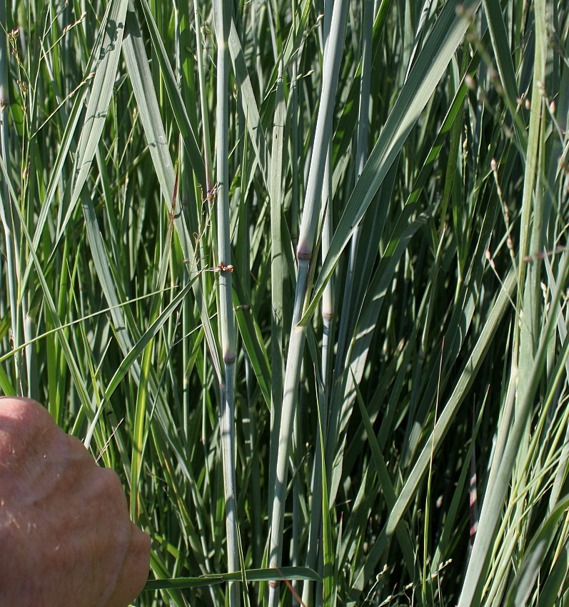 Image of Panicum virgatum specimen.