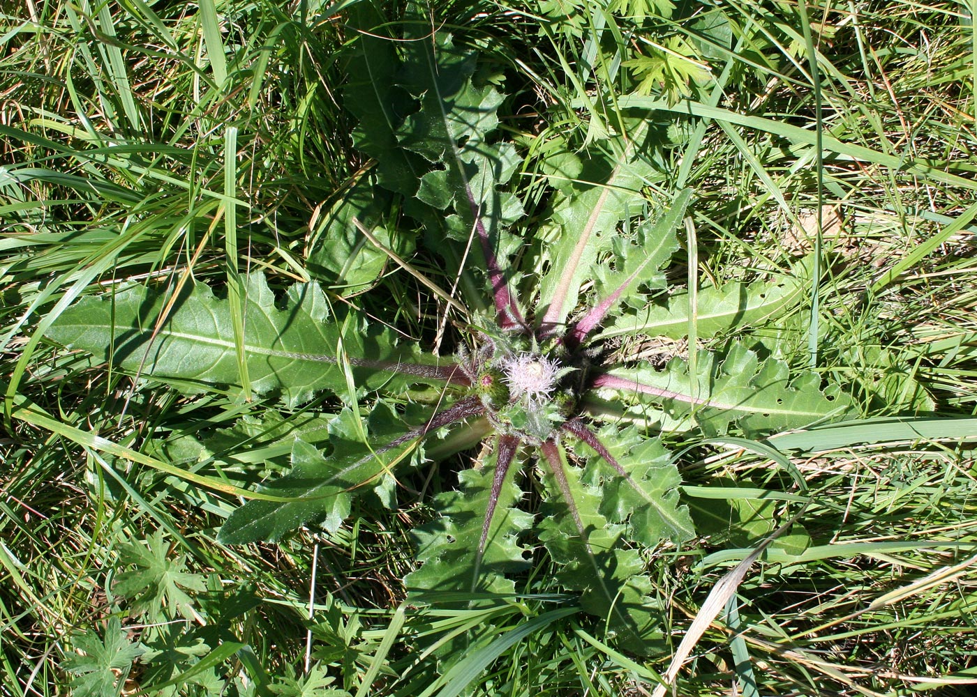 Изображение особи Cirsium esculentum.