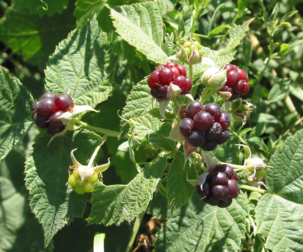 Изображение особи Rubus caesius.