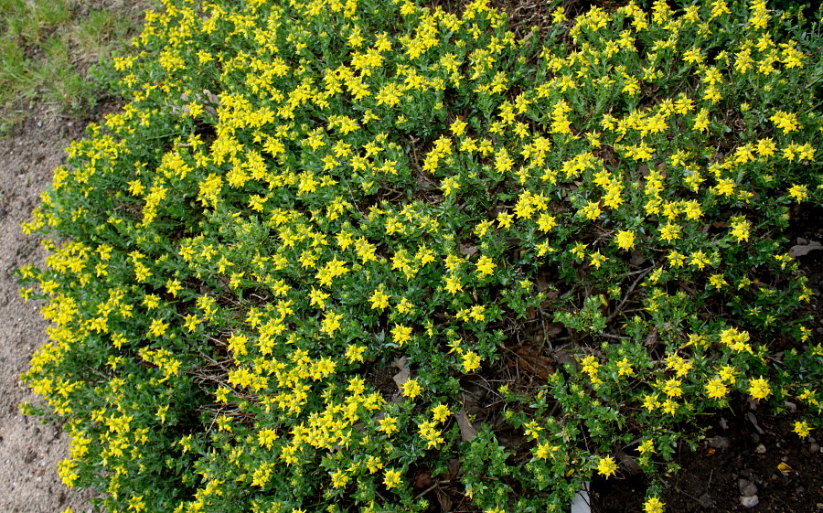 Image of Genista germanica specimen.