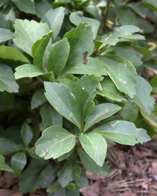 Изображение особи Pachysandra terminalis.