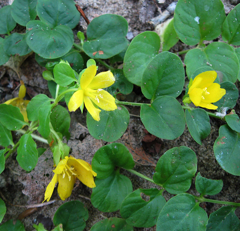 Image of Lysimachia nummularia specimen.