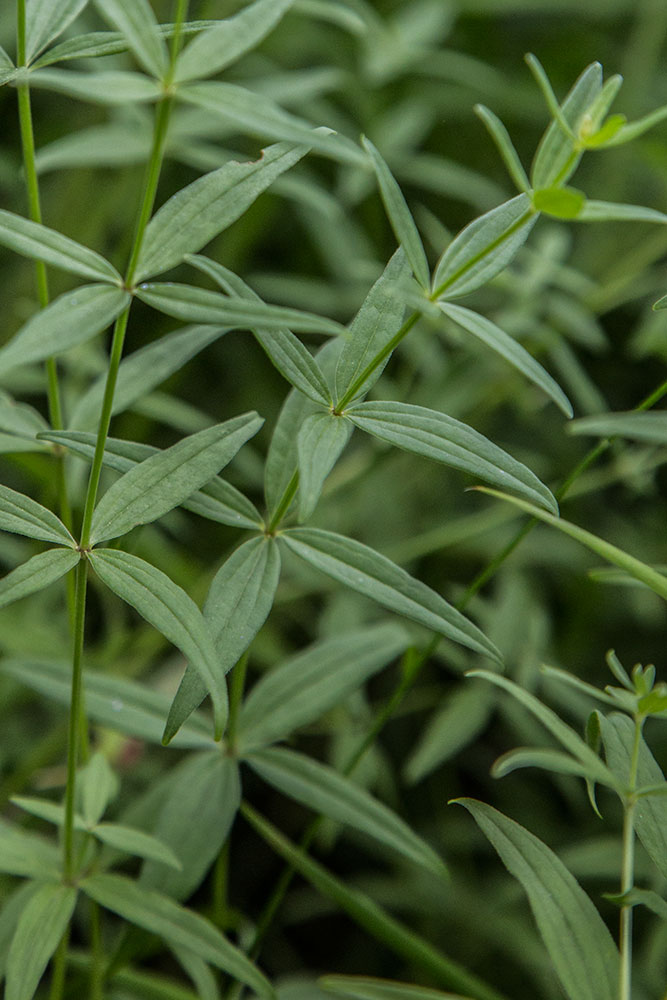 Изображение особи Galium boreale.