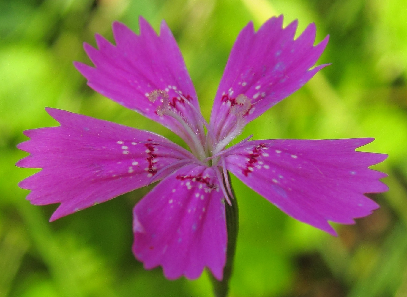 Изображение особи Dianthus deltoides.