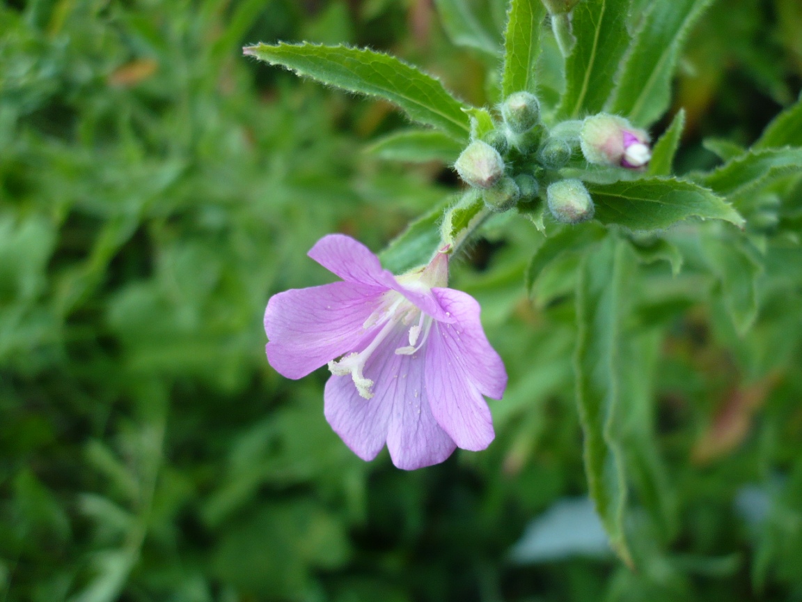 Изображение особи Epilobium hirsutum.