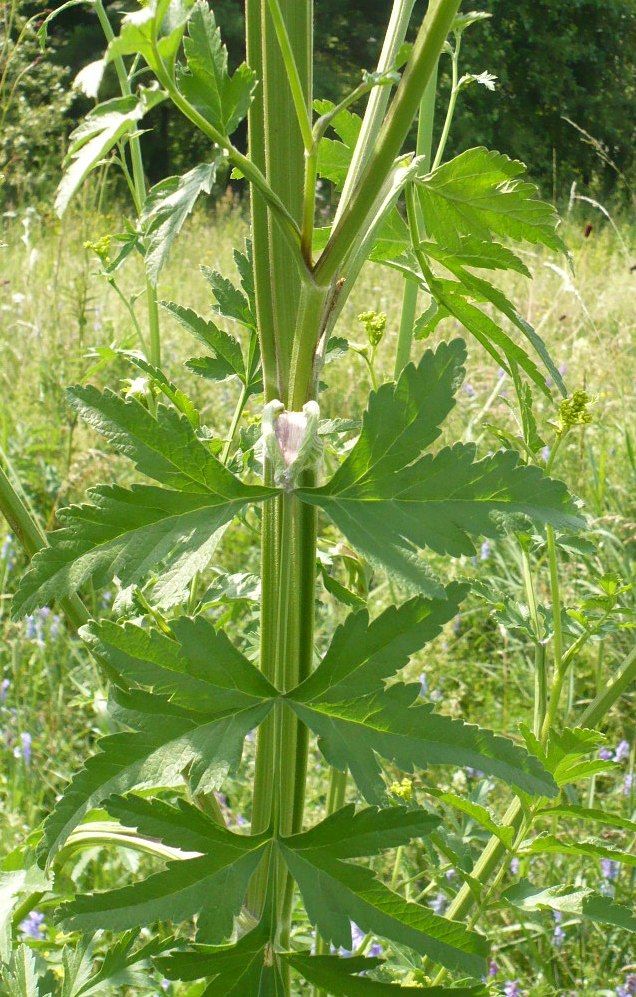 Image of Pastinaca sylvestris specimen.