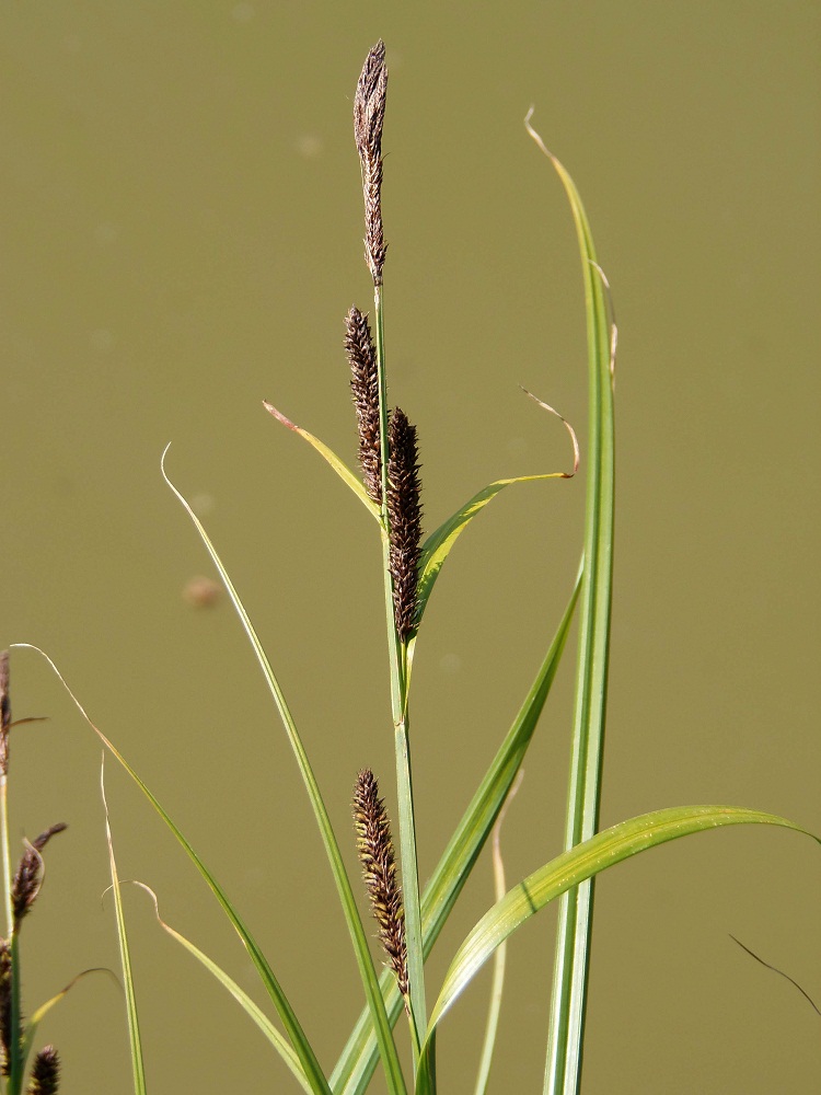 Изображение особи Carex riparia.