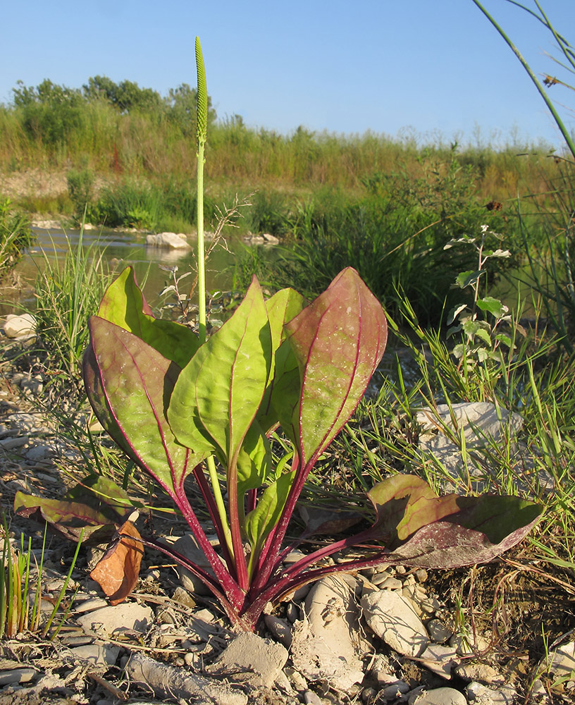 Image of genus Plantago specimen.