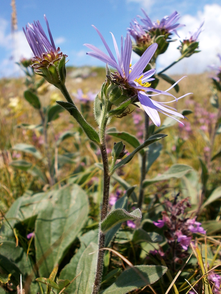 Image of Aster ibericus specimen.