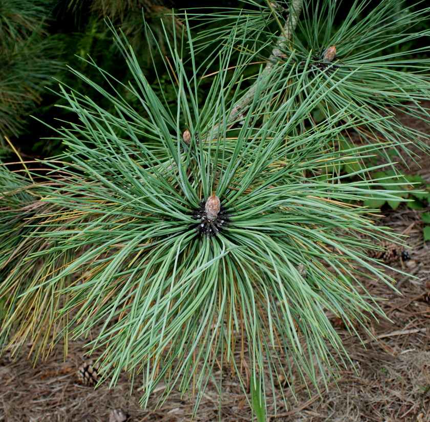 Изображение особи Pinus ponderosa.