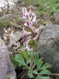 Corydalis ledebouriana. Цветущее растение. Южный Казахстан, Таласский Алатау, запов. Аксу-Жабаглы, ур. Бойдаксай, 2200 м н.у.м. 29 мая 2012 г.