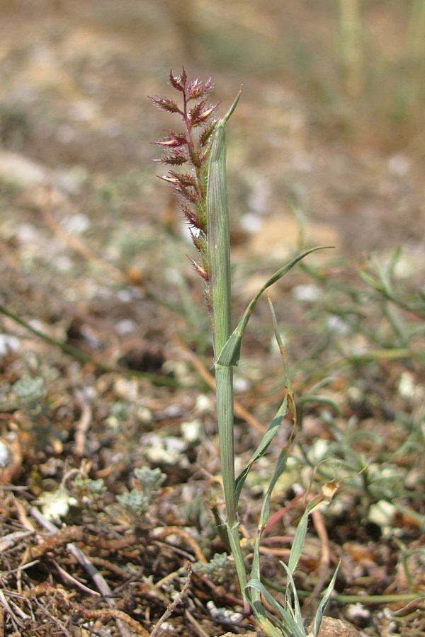 Image of Tragus racemosus specimen.