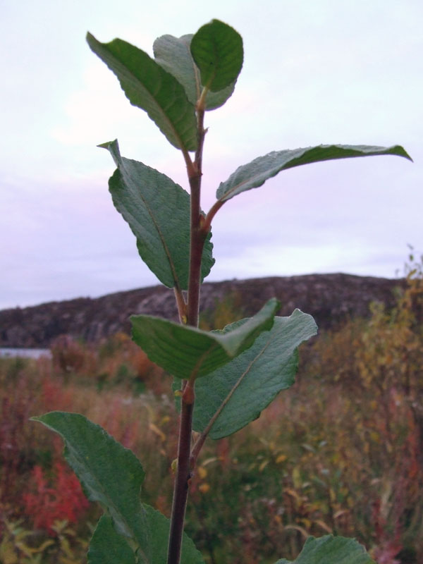 Image of Salix caprea specimen.