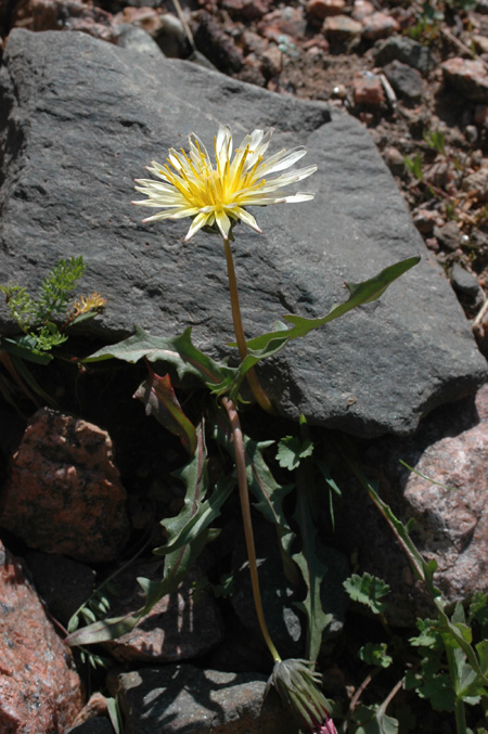 Image of Taraxacum pseudoroseum specimen.