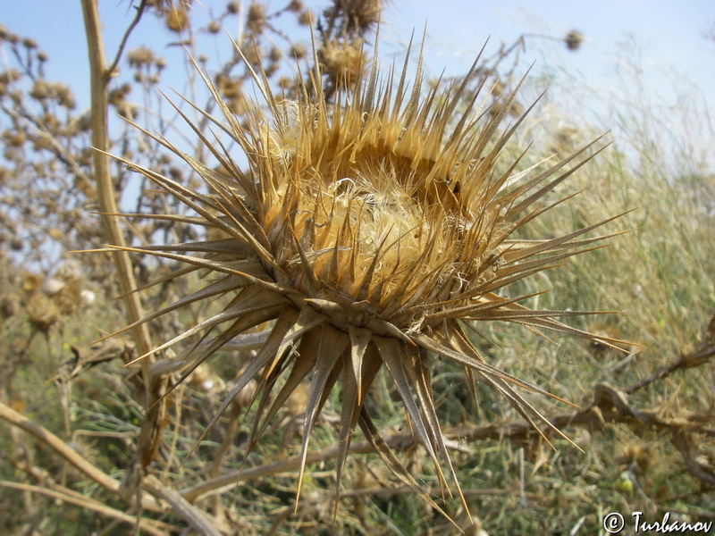 Image of Onopordum tauricum specimen.