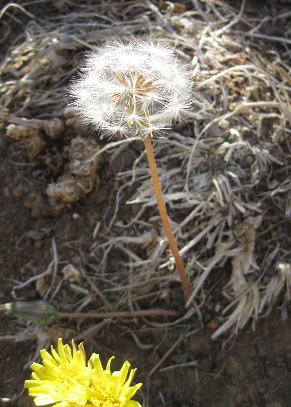 Image of Taraxacum hybernum specimen.