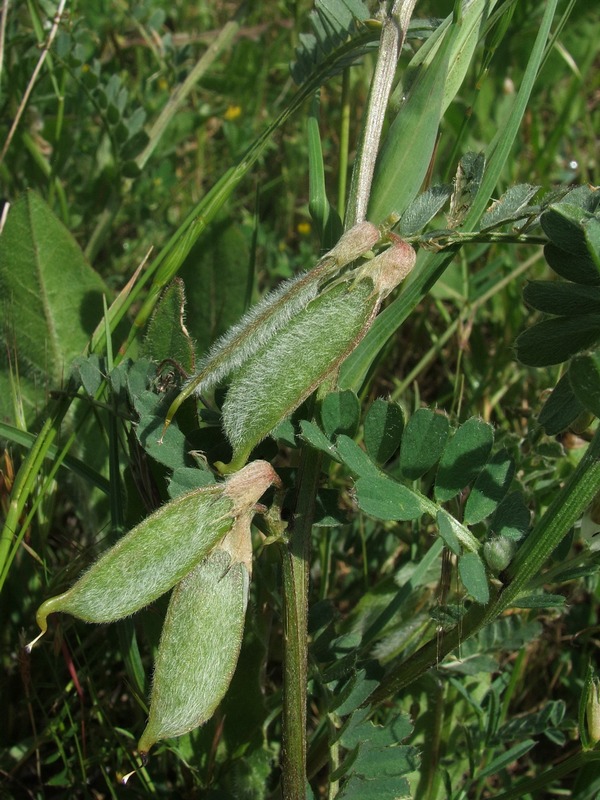 Изображение особи Vicia pannonica.